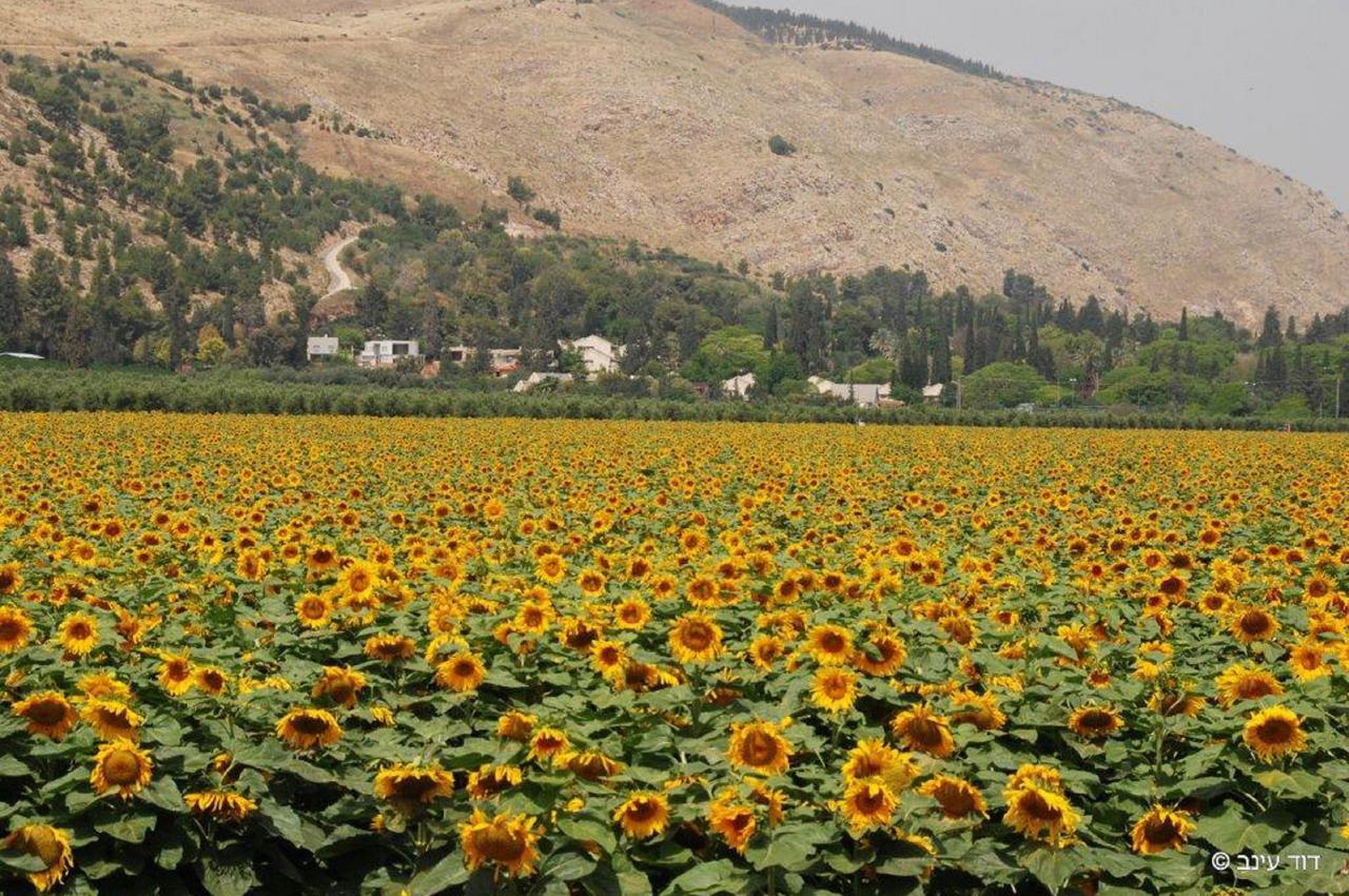 Bait Alfa Kibbutz Country Lodging Bet Alfa Екстериор снимка